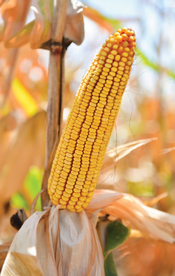 AG66K1